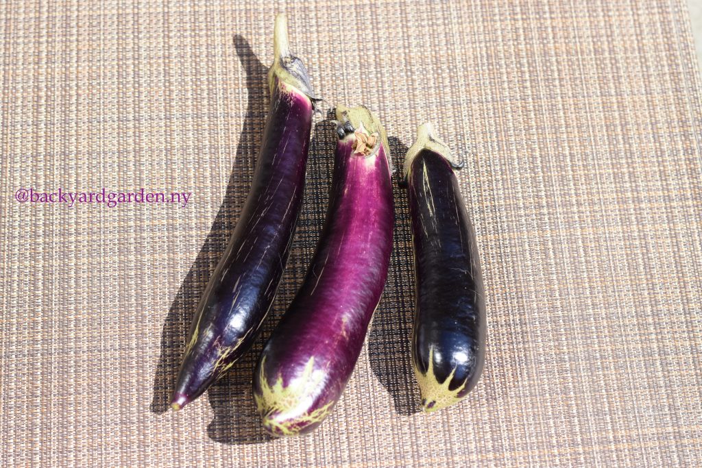 Shikou Eggplants harvested in a backyard NYC