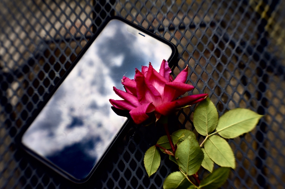 iphone and rose